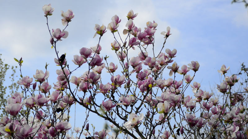Magnolia – stanowisko i pielęgnacja