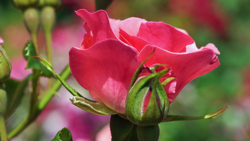 Róże – choroby róż i problemy w uprawie