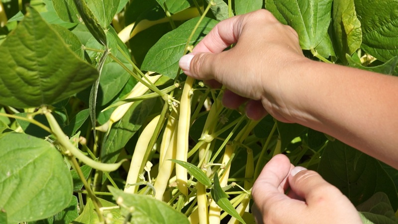 Uprawa fasoli szparagowej – wysiew i pielęgnacja fasoli