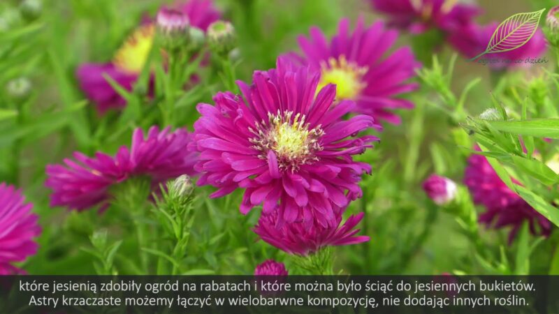 Astry na balkon i taras
