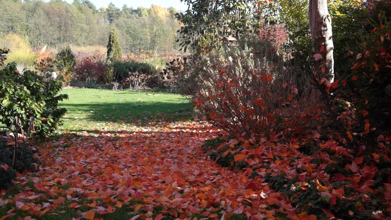 Kalendarz ogrodnika na 15.10 – 21.10 – październik w ogrodzie