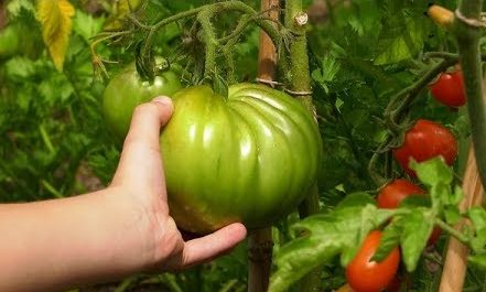 wysiew pomidorów, uprawa pomidorów, jak uprawiać pomidory
