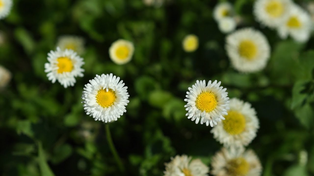 Stokrotki – kwiaty w ogrodzie