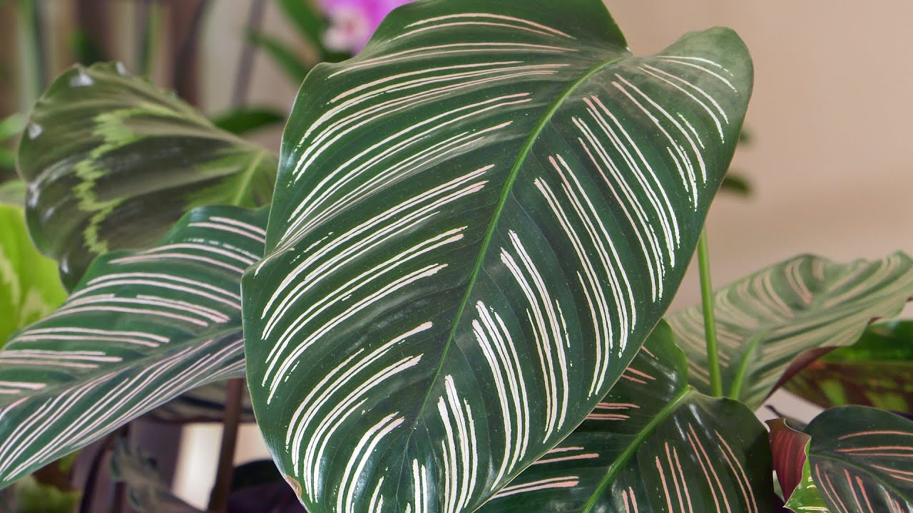 Kalatea – roślina oczyszczająca powietrze