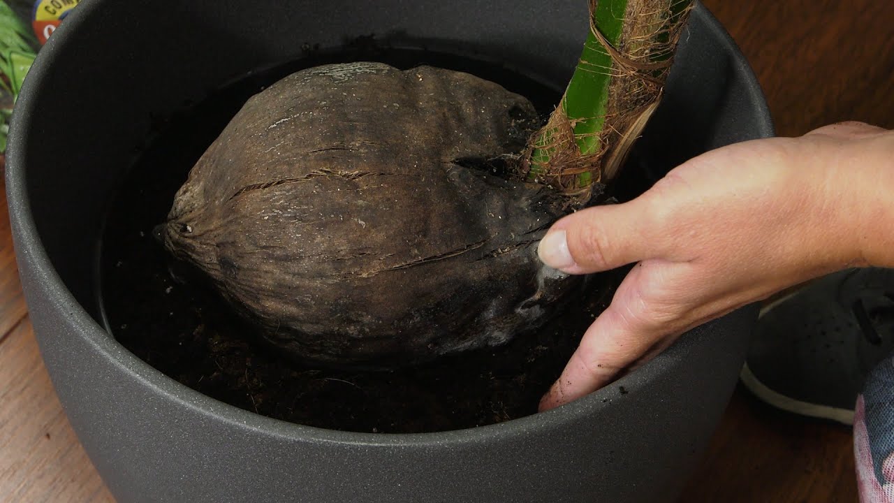 Palma kokosowa – Cocos nucifera