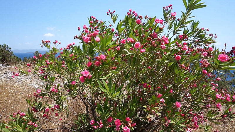 Oleander po zimie – rozmnażanie i przesadzanie