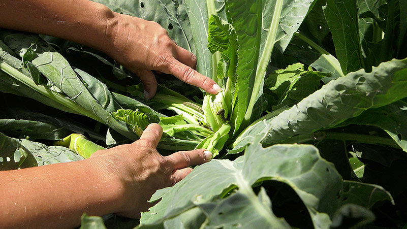 Bielinek kapustnik – g膮sienice w warzywach kapustnych