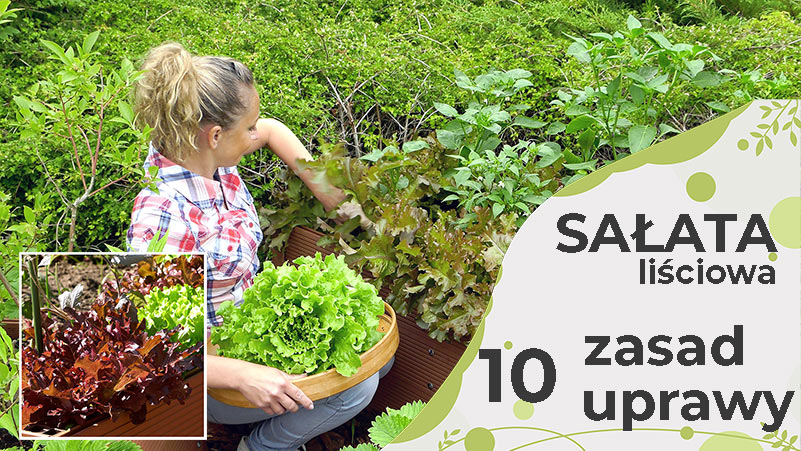 Sałata – 10 zasad uprawy sałaty
