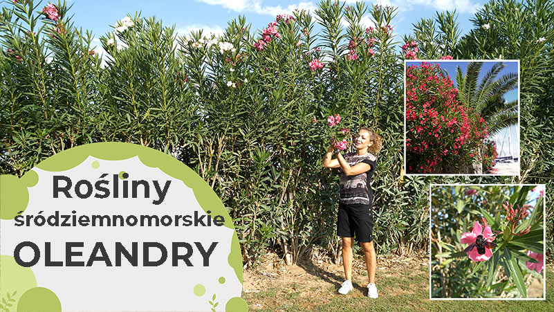 Oleander – jak uprawiać oleandry w Polsce