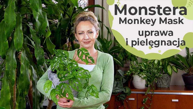 Monstera Monkey Mask – uprawa i najlepsza pielęgnacja.