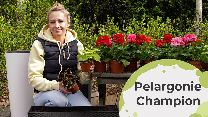 Pelargonie Champion sadzenie i pielęgnacja