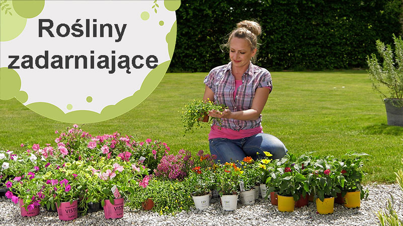 Rośliny zadarniające – lantana, uczep, smagliczka czy supertunia