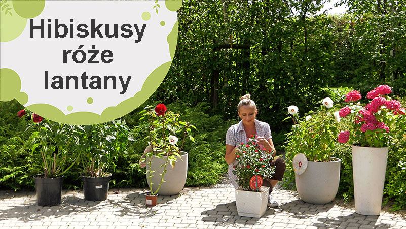 Hibiskusy bagienne, róże Zepeti, lantany Calippo.