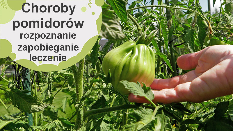 Choroby pomidorów – rozpoznanie, zapobieganie i leczenie.