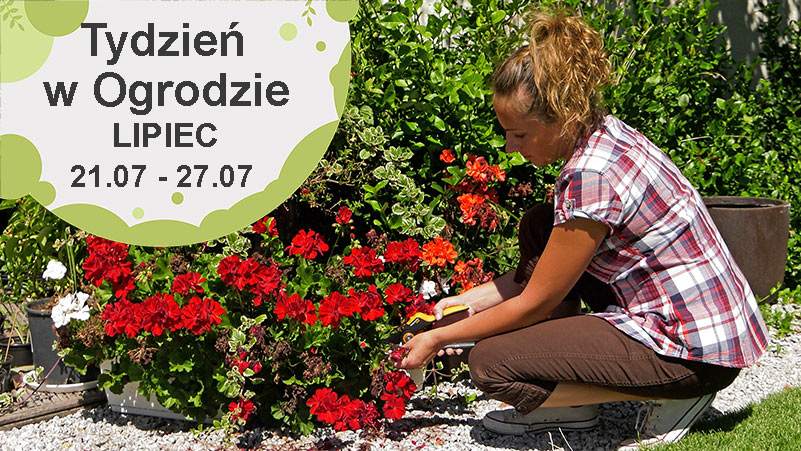 Lipiec w ogrodzie, kalendarz ogrodnika