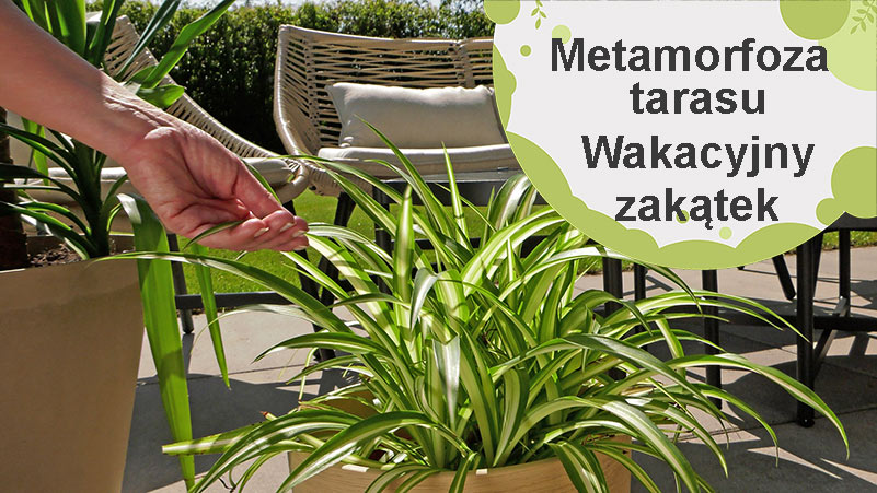Metamorfoza tarasu – wakacyjny zakątek