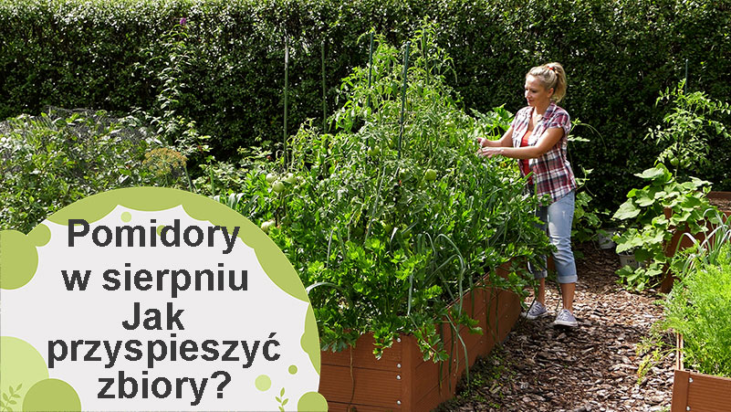 Jak przyspieszyć zbiory pomidorów?