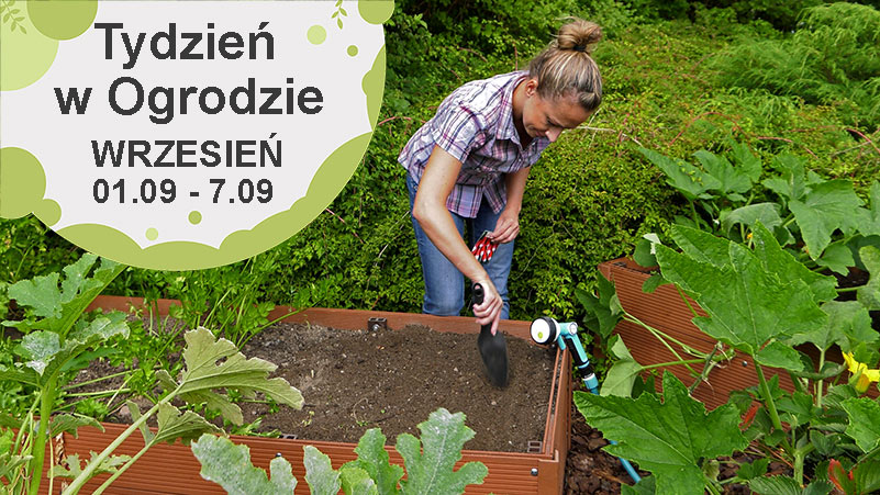 Wrzesień w ogrodzie, kalendarz ogrodnika
