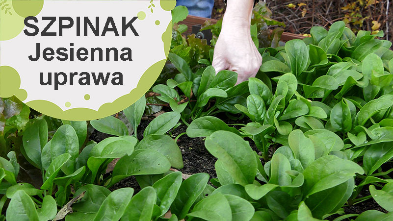 Jesienna uprawa szpinaku krok po kroku