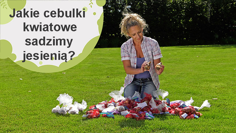 Jakie cebulki kwiatowe sadzimy jesienią?