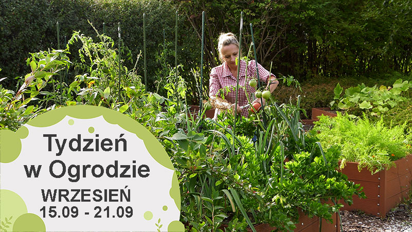 Wrzesień w ogrodzie, kalendarz ogrodnika