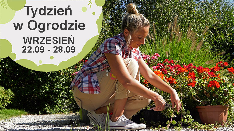 Wrzesień w ogrodzie, kalendarz ogrodnika