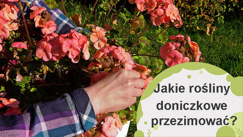 Jakie rośliny doniczkowe przezimować?