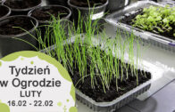 Luty w ogrodzie, kalendarium ogrodnika