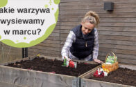 Jakie warzywa wysiewamy w marcu? Jakie warzywa wysiewamy w marcu?