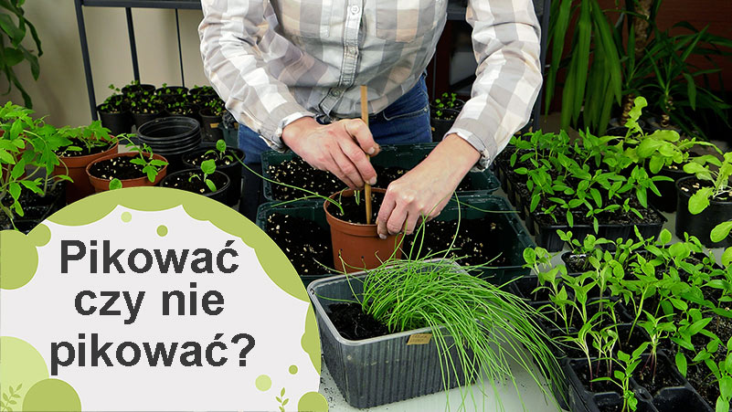 Pikowanie. Przesadzać czy nie przesadzać?