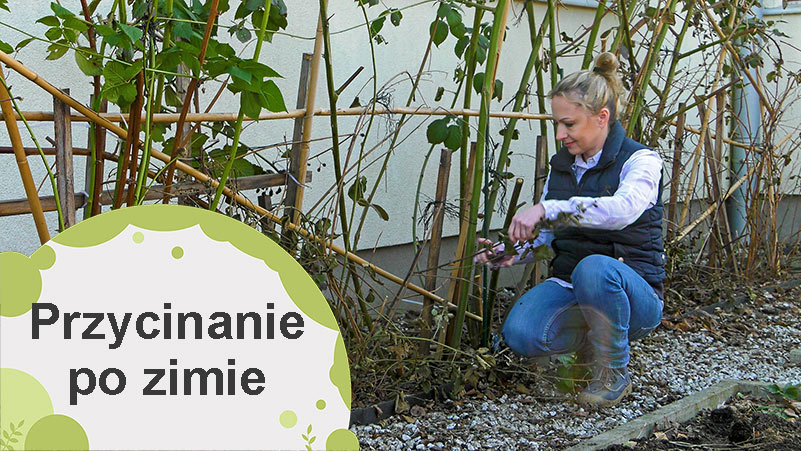 Jakie rośliny przycinamy po zimie?