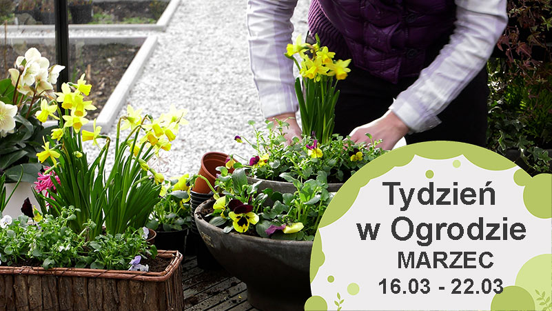Marzec w ogrodzie, kalendarium ogrodnika