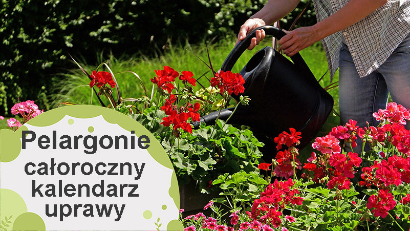 Pelargonie. Kalendarz uprawy pelargonii przez cały rok