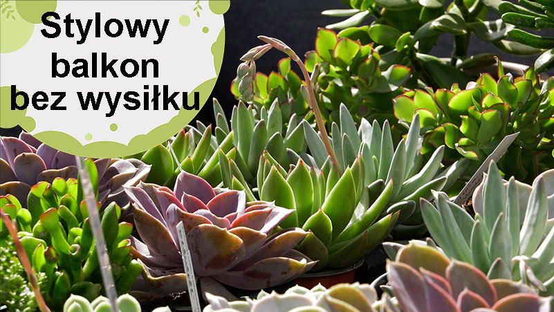 Stylowy balkon bez wysiłku, czyli sekret sukulentów!