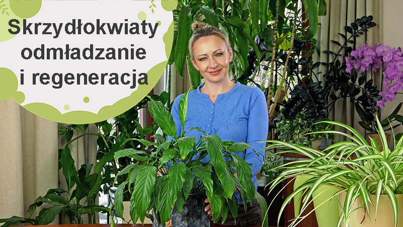 Skrzydłokwiaty regeneracja i odmładzanie