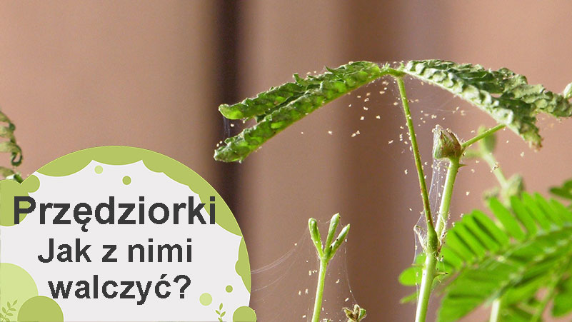 Przędziorki. Jak skutecznie i naturalnie pozbyć się przędziorków?