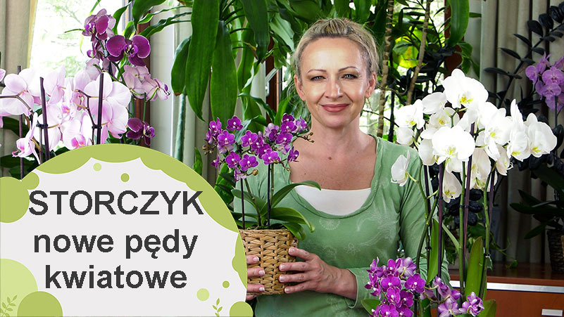 Dodatkowe pędy kwiatowe u storczyków