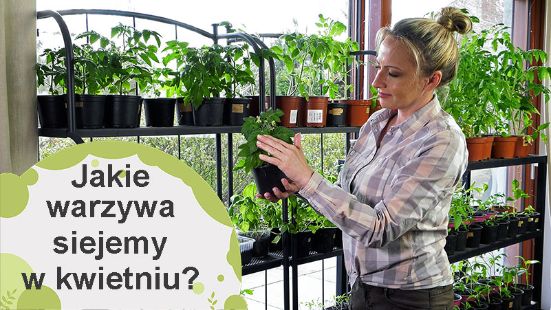 Jakie warzywa siejemy lub sadzimy w kwietniu?