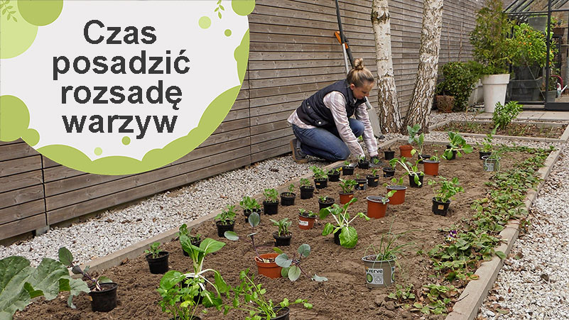 Czas posadzić rozsadę warzyw
