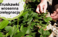 Truskawki. Wiosenne zabiegi które zwiększają plony.