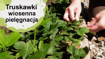 Truskawki. Wiosenne zabiegi które zwiększają plony.