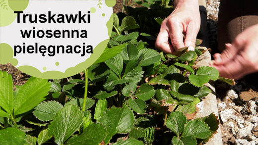 Truskawki. Wiosenne zabiegi które zwiększają plony.