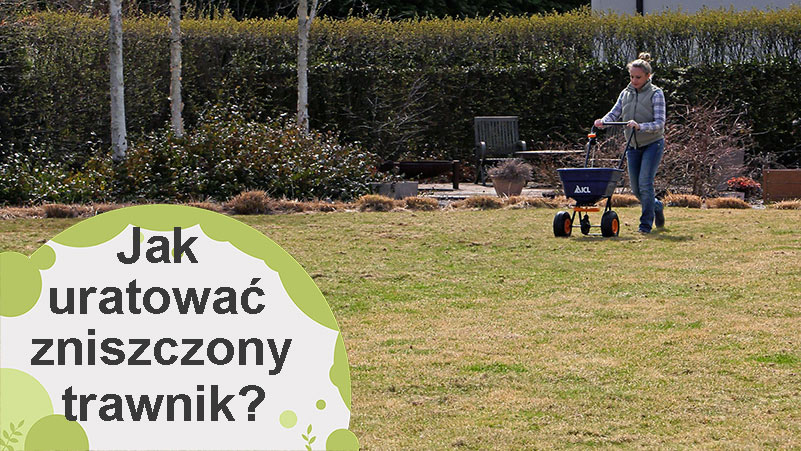 Jak uratować zniszczony trawnik?