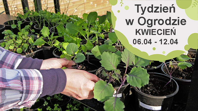 Kwiecień w ogrodzie, kalendarz ogrodnika