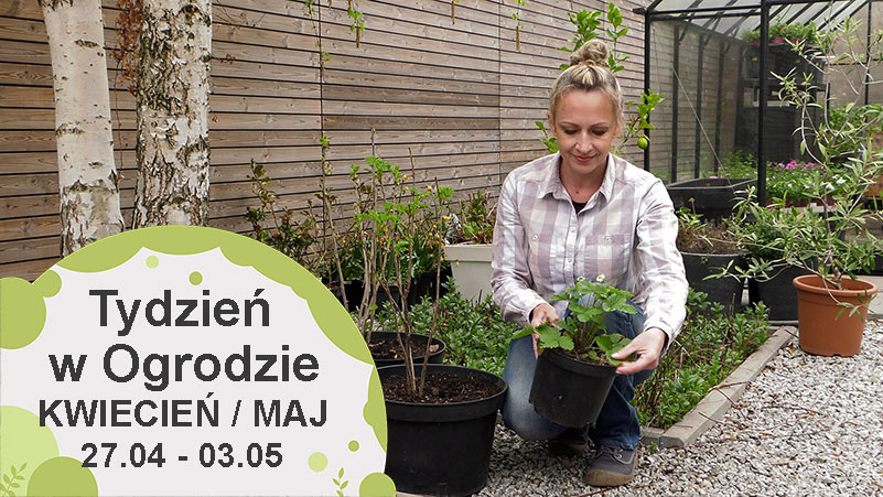 Kwiecień w ogrodzie, kalendarz ogrodnika