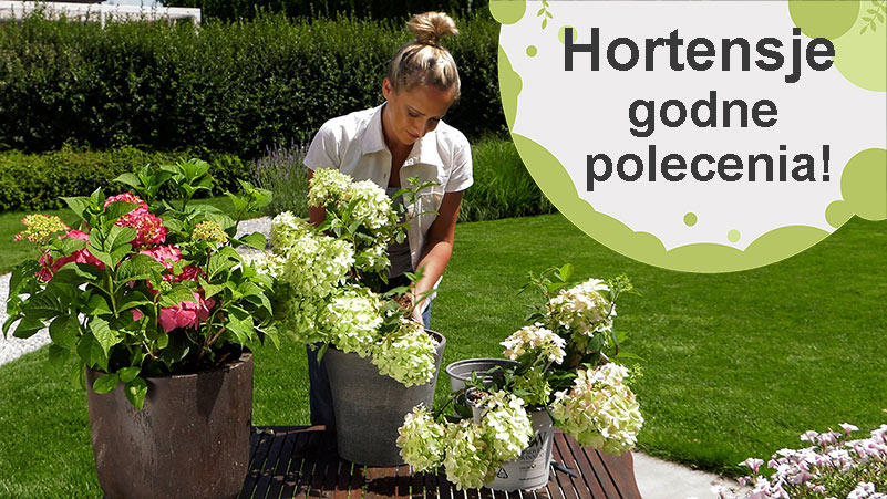 Hortensje godne polecenia, na balkony, tarasy i rabaty