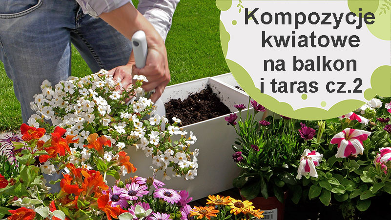 Kompozycje kwiatowe na balkon i taras – inspiracje cz.2