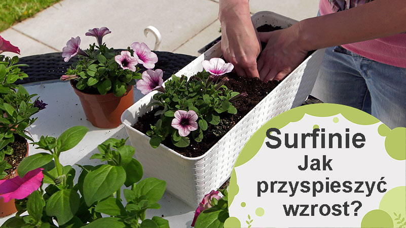 Jak przyspieszyć wzrost surfinii i innych petunii?