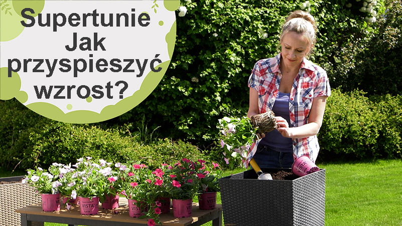 Supertunie. Jak przyspieszyć wzrost supertunii.