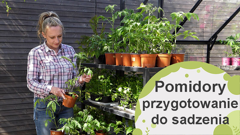 Pomidory – przygotowanie do sadzenia
